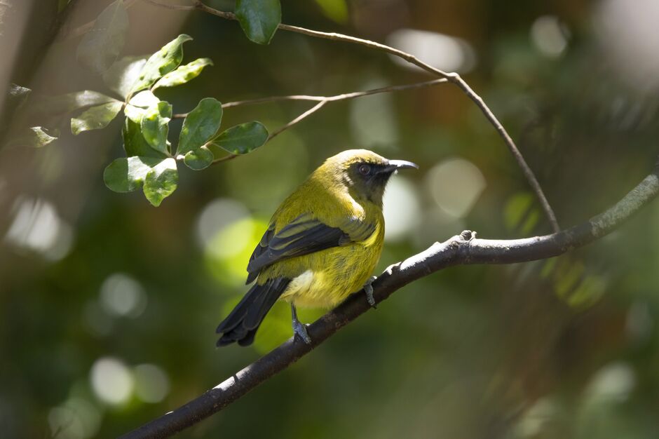 Tiritiri Matangi Island