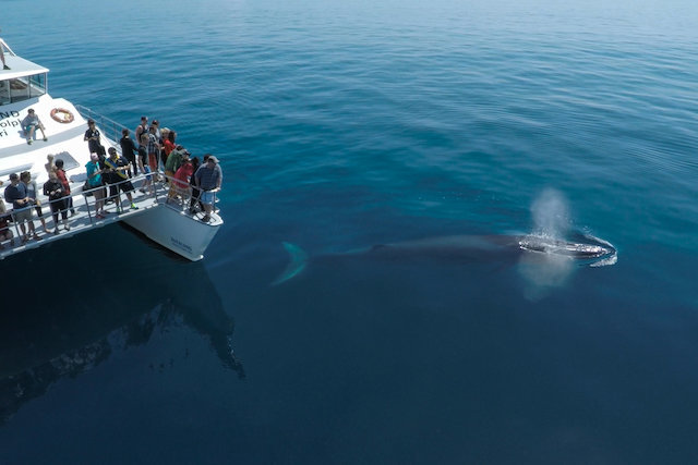 Whale Watching In New Zealand Things To See And Do In New Zealand