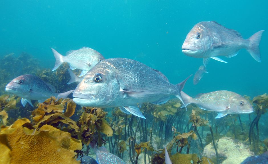 ゴート・アイランド海洋保護区でカラフルな魚たちを間近に見てみましょう。