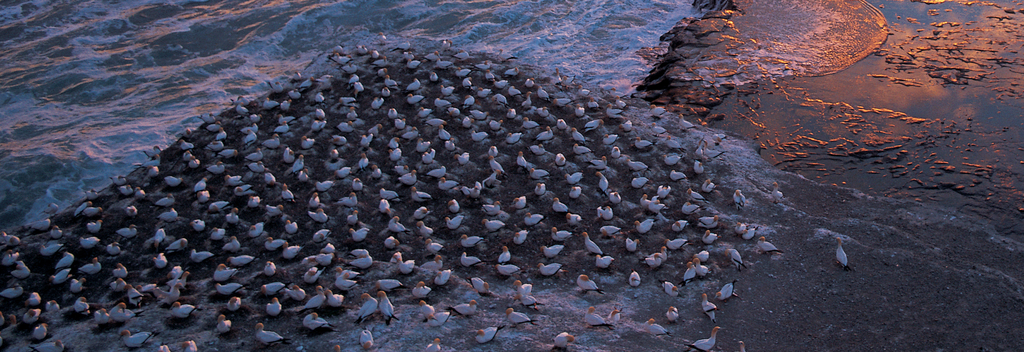 Muriwai Beach is the most accessible gannet colony in New Zealand.