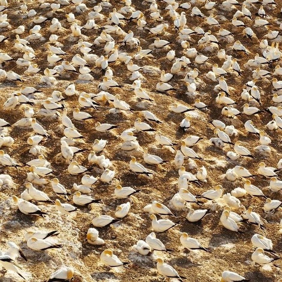 Gannets at Muriwai