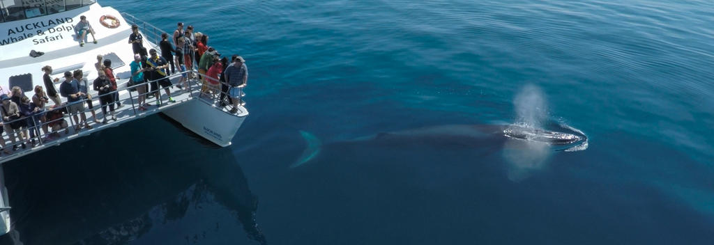 Head out into the Hauraki Gulf with Auckland Whale & Dolphin Safari to get up, close and personal with spectacular marine mammals.