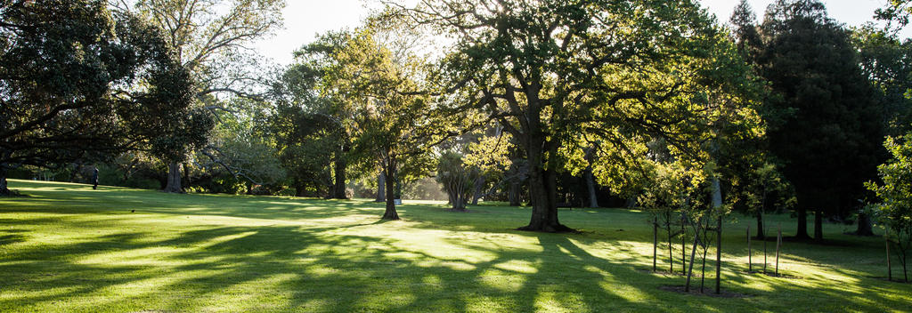 Auckland Domain Trees