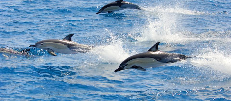 Bay of Plenty, Dolphins in New Zealand | Things to see and do in New ...