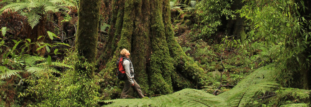 Whirinaki Forest