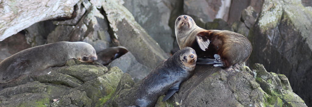 Fur seals at Moutohora