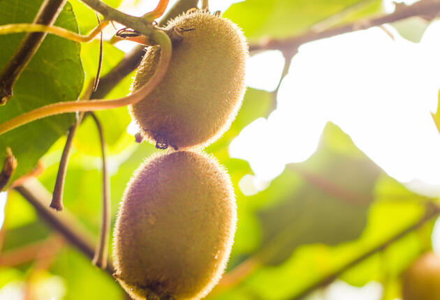 Te Puke is not only the hub of the kiwifruit growing industry, but also to Comvita one of the countries largest exporters of mānuka honey and natural health products.