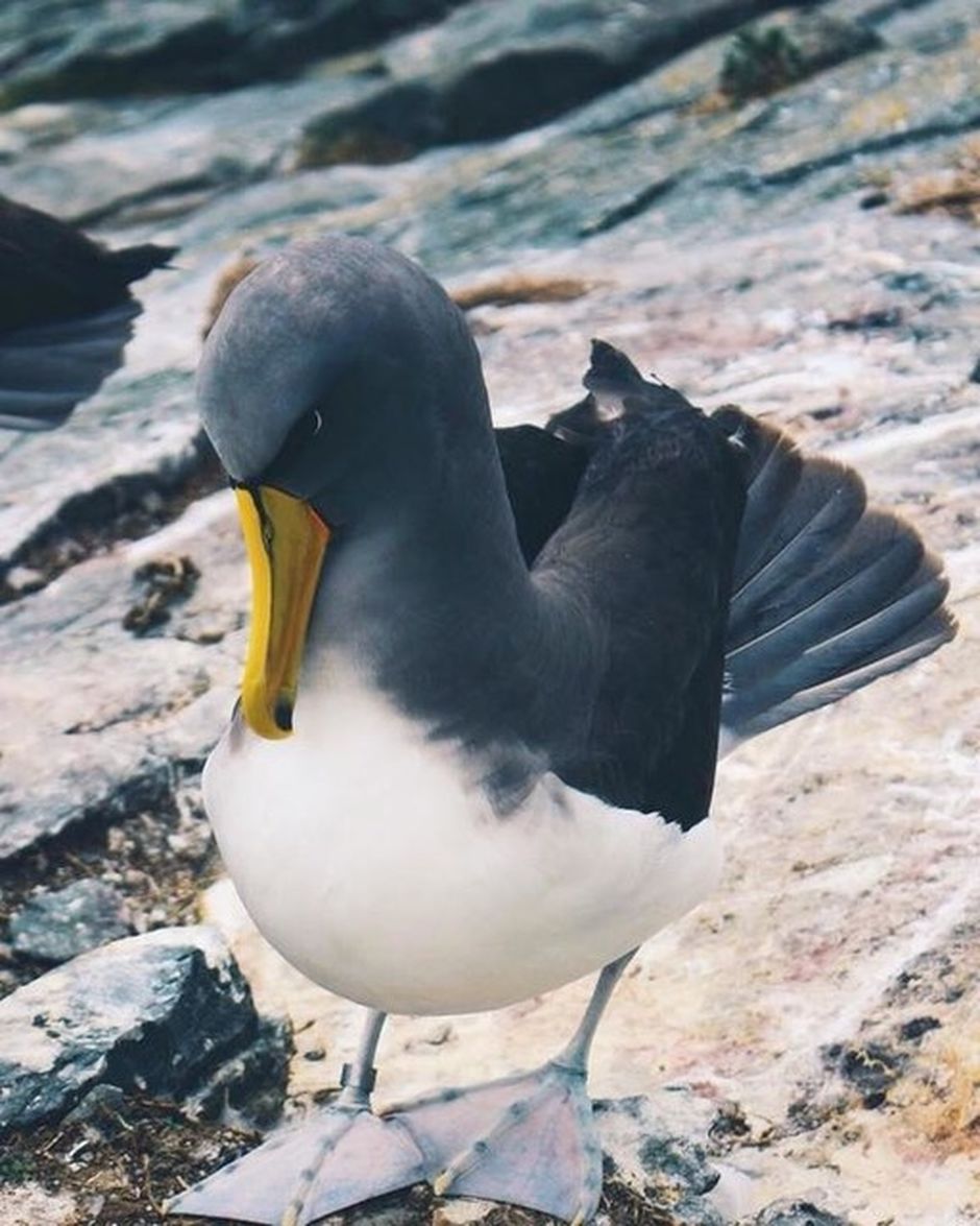 Royal Albatross, Chatham Islands