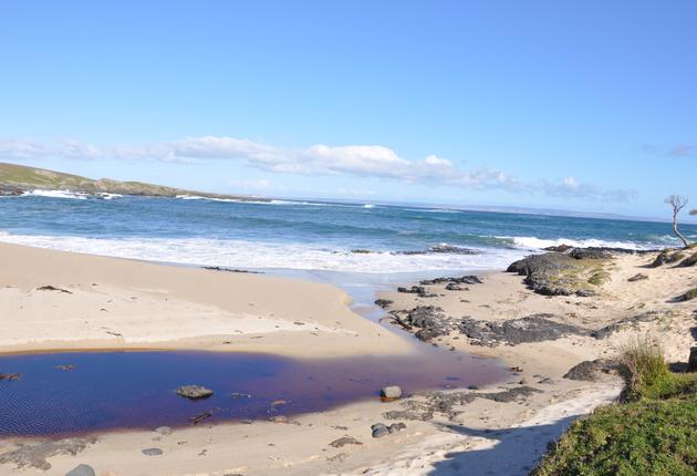 The Chatham Islands, 800 kilometres east of the South Island, is home to outstanding scenery, fresh seafood and fascinating marine and wildlife. Find out more about the Chatham Islands Forget-me-not and other unique plants. 