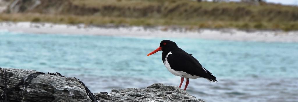 Chatham Islands Oyster Catcher