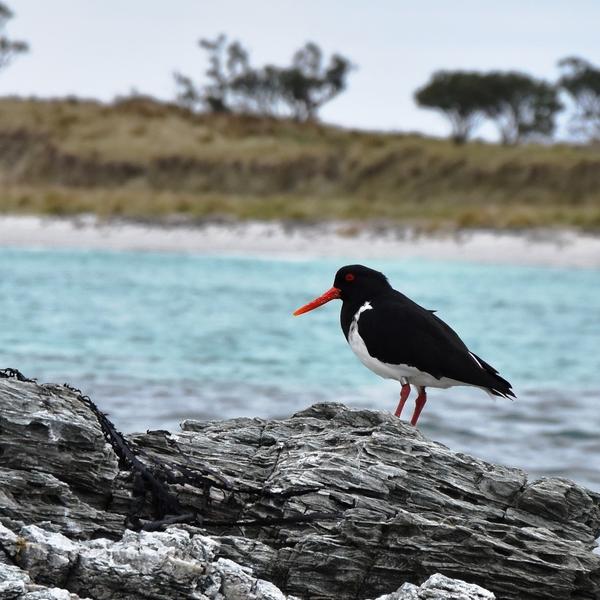 Chatham Islands Oyster Catcher