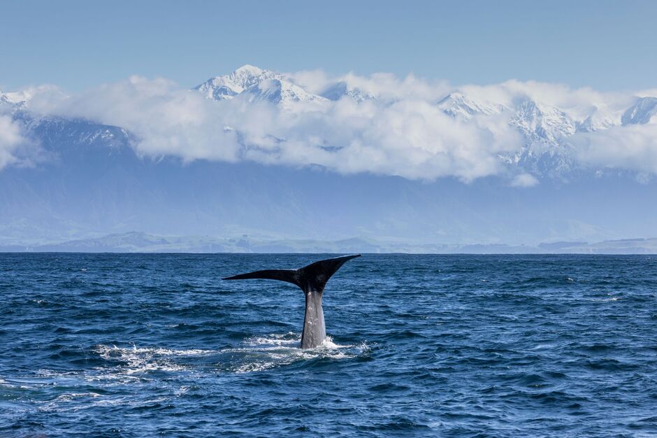 Whale Watching in Kaikōura