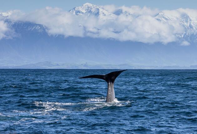 You can spot whales throughout the East Coast of New Zealand, including Auckland's beautiful Hauraki Gulf and the wonderful Kaikoura. Find out more about Whale Watching in New Zealand.