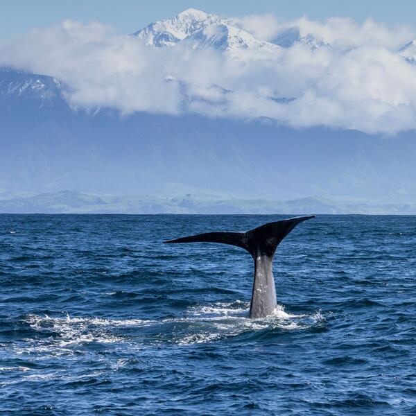 Whale Watching in Kaikōura