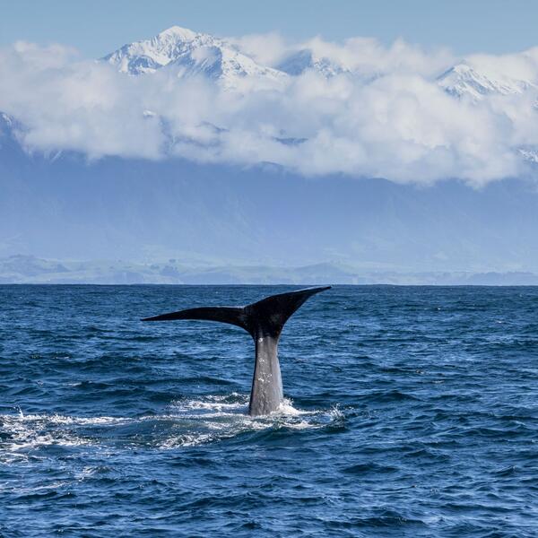 Whale Watching in Kaikōura