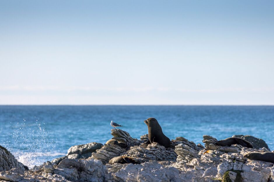 Seals at Kāikoura 