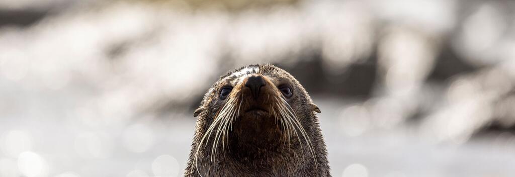 Encounter seals at Kaikōura Peninsula 