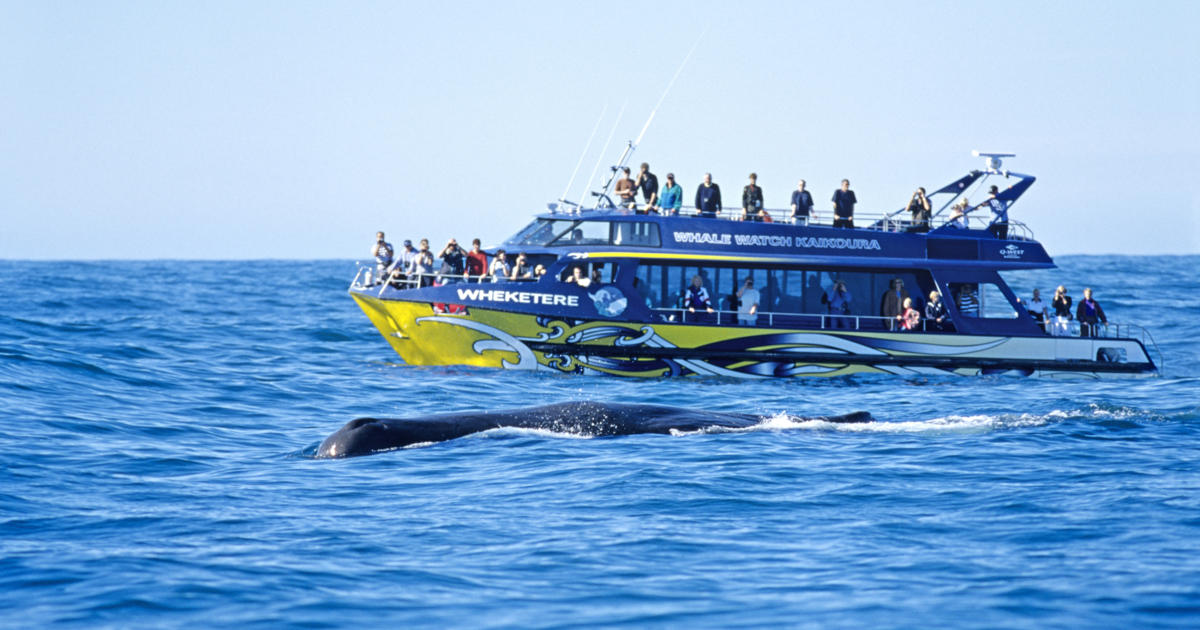 Kaikoura - Cruise Overview | Christchurch - Canterbury, New Zealand