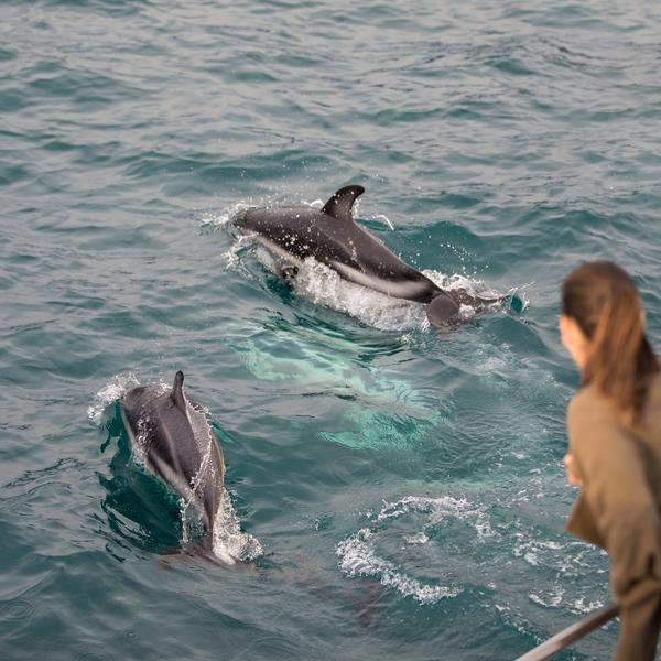 カイコウラを訪問すれば、ここに生息するダスキードルフィン（ハラジロカマイルカ）と一緒に泳ぐことができます。