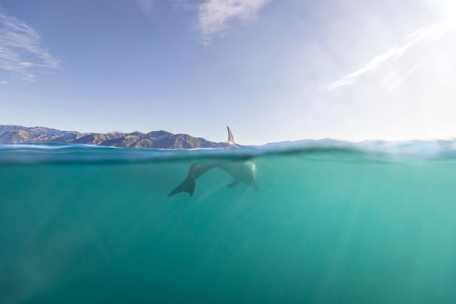 Kaikoura Dolphins 