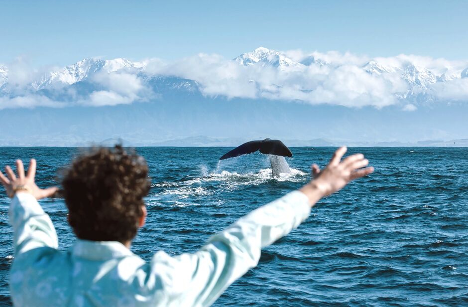 Whale Watch Kaikōura 