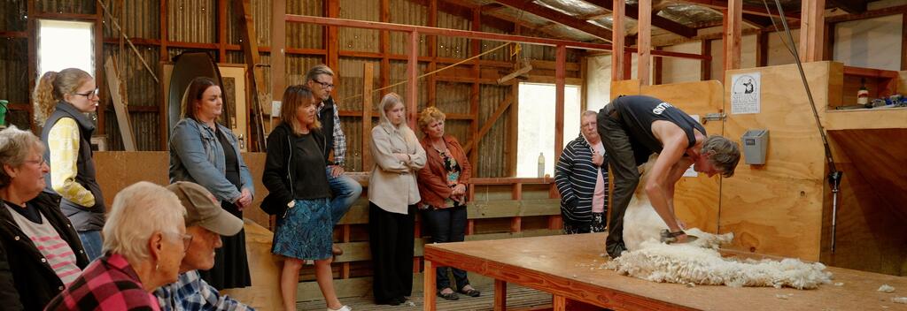 Geraldine Farm Tours Shearing