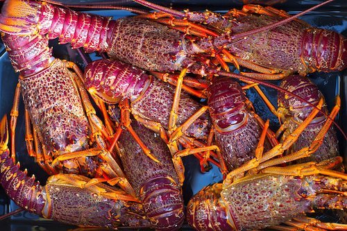 Kaikoura Seafood Christchurch Canterbury New Zealand