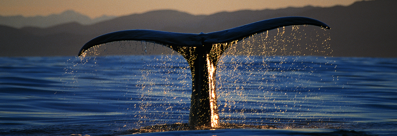 Whale Watching New Zealand