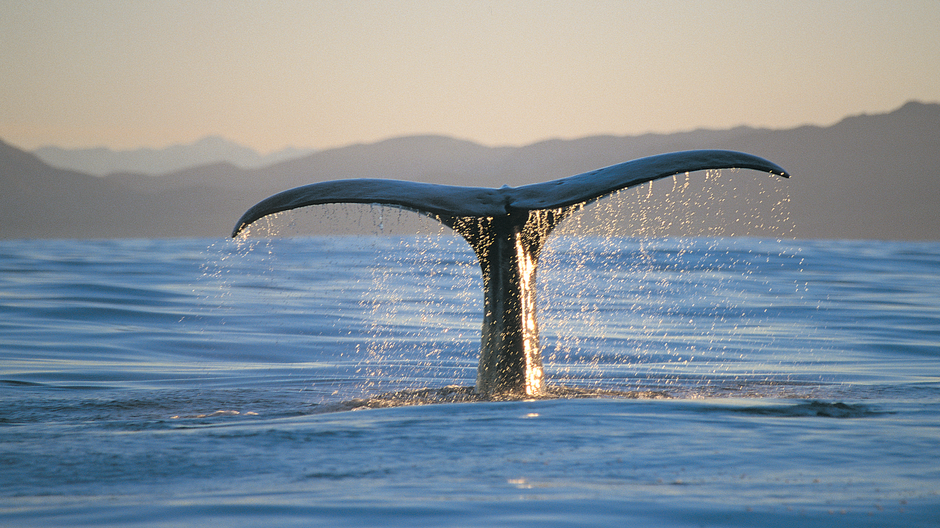 Kaikoura is a  haven for several magnificent species of whale.