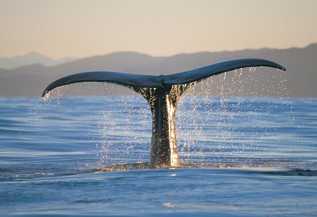 You can spot whales throughout the East Coast of New Zealand, including Auckland's beautiful Hauraki Gulf and the wonderful Kaikoura. Find out more about Whale Watching in New Zealand.