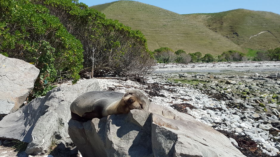 Seal enjoying the sun in Kaikoura