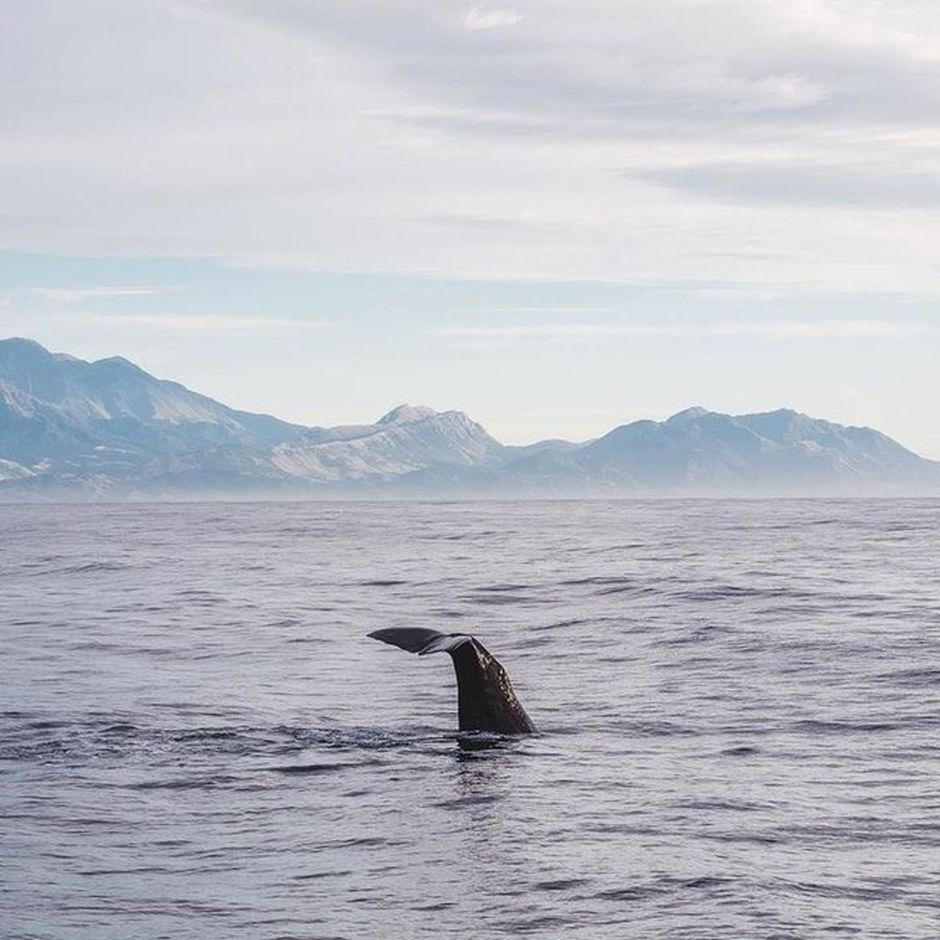 Giant Sperm Whale