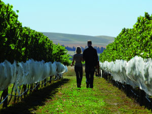 Canterbury's Waipara region is counted among the world's top wine regions and is at the heart of Canterbury's thriving vineyard culture.