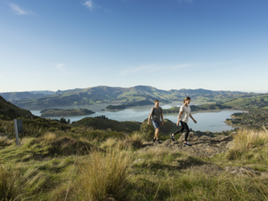 Wander the Port Hills on the edge of Christchurch city