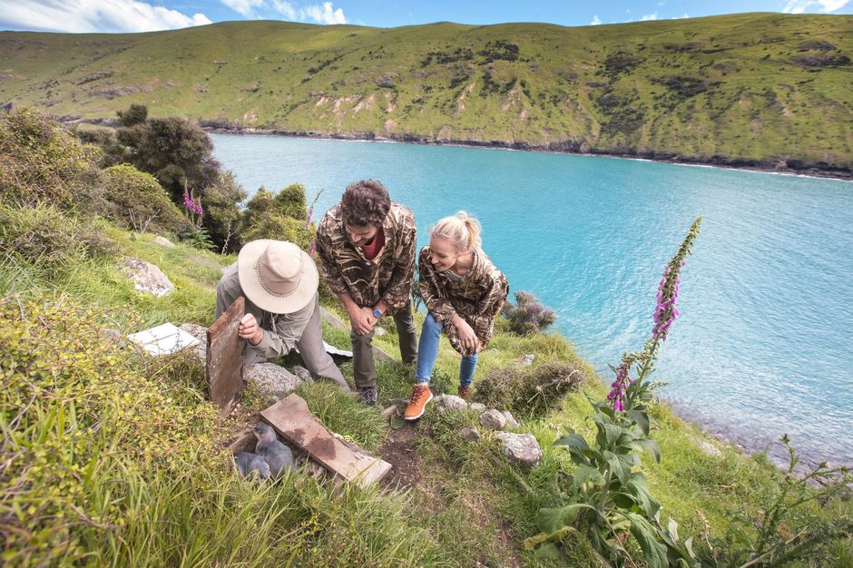 Discover rare wildlife in and around the Akaroa Harbour, located on the Banks Peninsula.