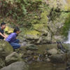 Baby seals can be seen playing at Ohau Falls, just north of Kaikoura, from April to October