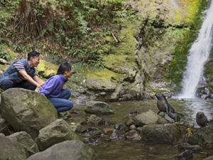 Baby seals can be seen playing at Ohau Falls, just north of Kaikoura, from April to October