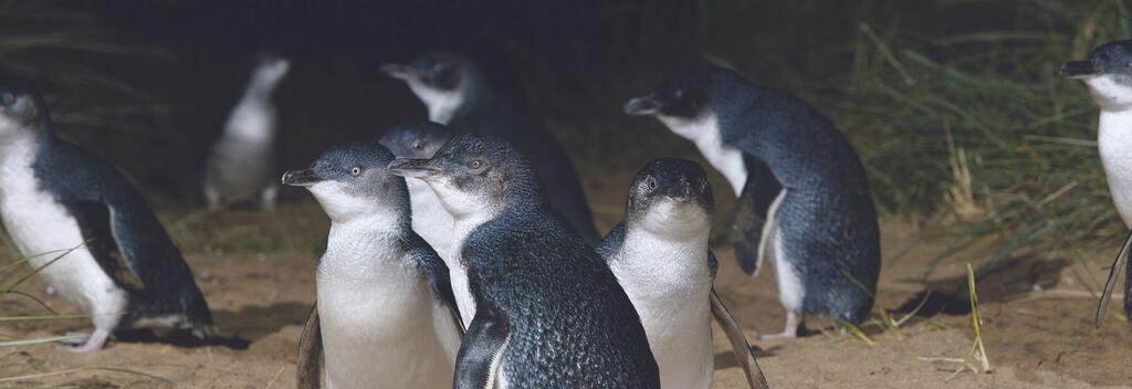 Little blue penguins colony 