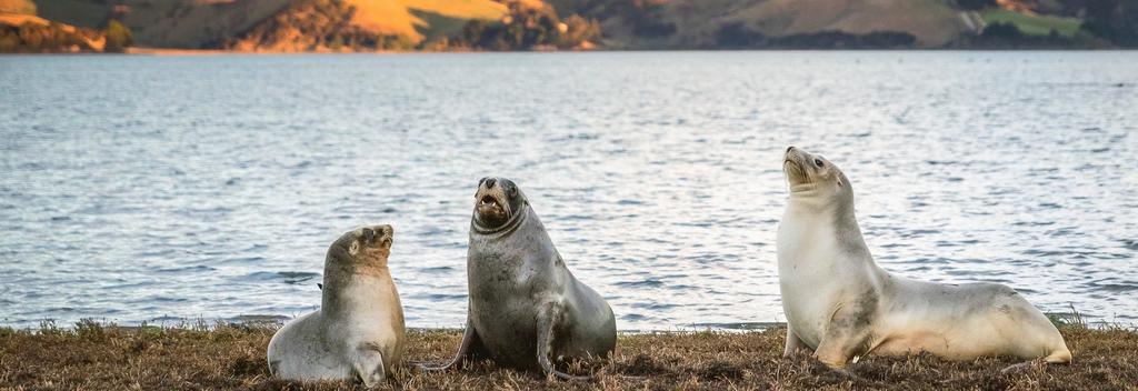 Sea lions from Dunedin Otago