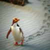 Yellow-eyed Penguin, Dunedin