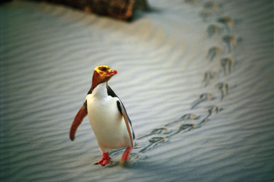 Yellow-eyed Penguin, Dunedin