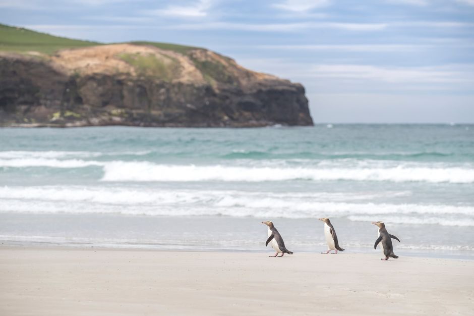 The rare hoiho, or yellow-eyed penguin, is distinguished by its vivid yellow eye band.