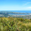 Flagstaff Hill, Pineapple Track