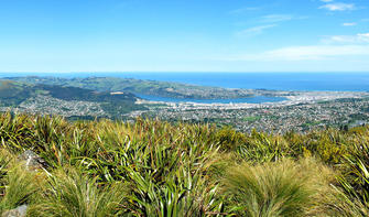 Flagstaff Hill, Pineapple Track