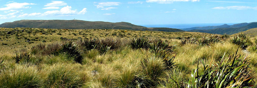 Flagstaff Hill, Pineapple Track