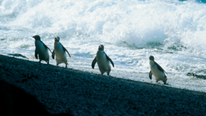 New Zealand Penguins Map Penguins In New Zealand | Things To See And Do In New Zealand