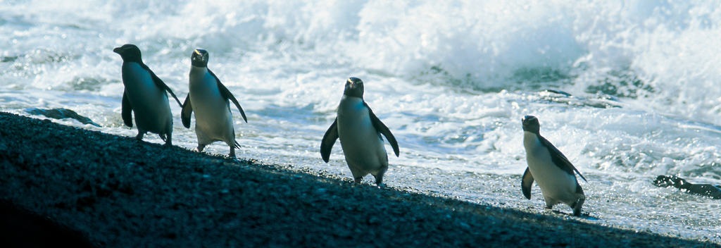 Fiordland Crested Penguins