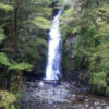 Walking on Hollyford Track