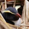 Discover native penguins in Fiordland