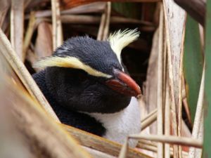 Die seltenen einheimischen Pinguine sind in Fiordland beheimatet.